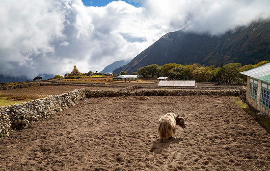 Trek to Phortse (3,680m)